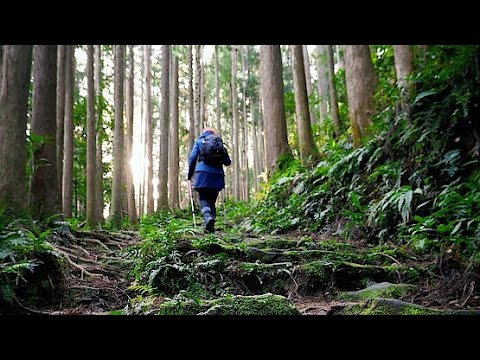 Video: Von welchem Ausdruck leitet sich streunen ab?