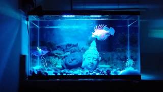 10 gallons artificial fish aquarium screenshot 5