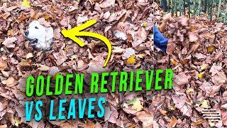 Golden Retriever Going Under the Leaves Trying to Find Her Ball