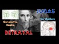 JUDAS - THE BETRAYER - LIFE ENERGY - The Cerebellum and the Seminal Glands