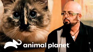 ¡Por primera vez Jackson le teme a una gata! | Mi gato endemoniado | Animal Planet