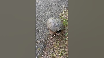 Snapping turtle snaps a stick!