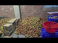 Apple packing in Himachal Pradesh