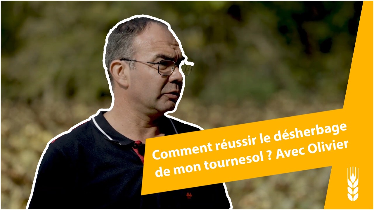 Dicotylédones dans le tournesol : quelle stratégie de désherbage ?