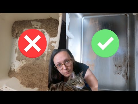 keep litter box area clean
