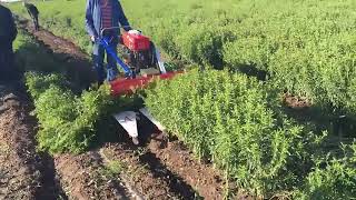 hand push diesel herb cutting machine clover perilla alfalfa reaper harvester cortadora