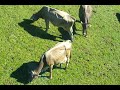 Alpenrinder, Rinderherde in den Alpen, Rinder, Kühe Alm, Rind, Kuh, cow, bull, Österreich Austria
