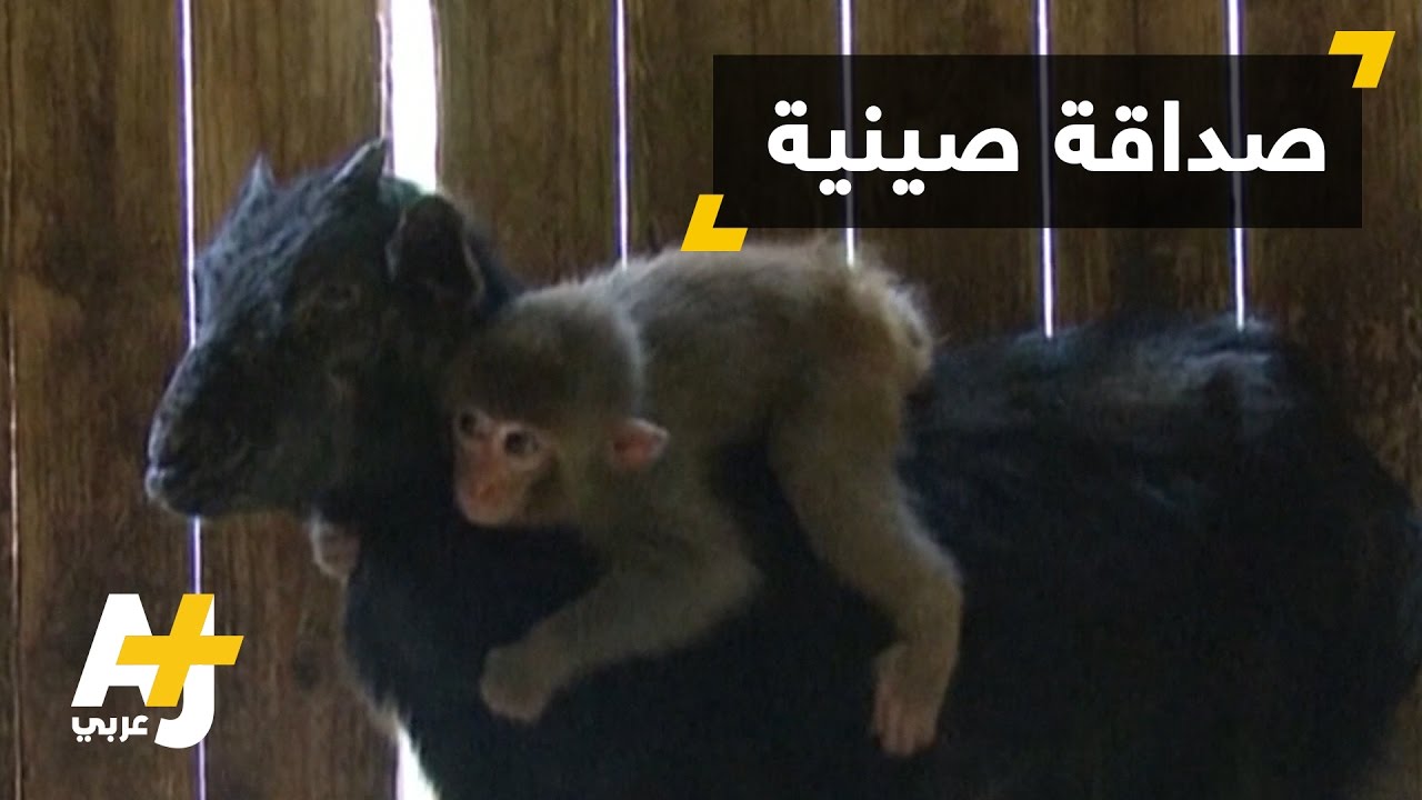 صداقة تجمع بين قرد ومعزاة