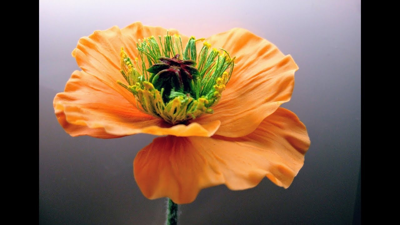 М.К. Цветок мака из холодного фарфора. Автор - Татьяна Несина