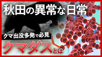 Thumbnail for 【クマ】秋田の異常な日常　出没多発で県民必見「クマダス」とは