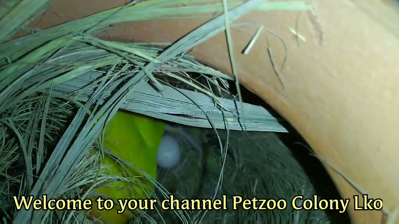 Yellow Bull Lovebird Breeding Progress