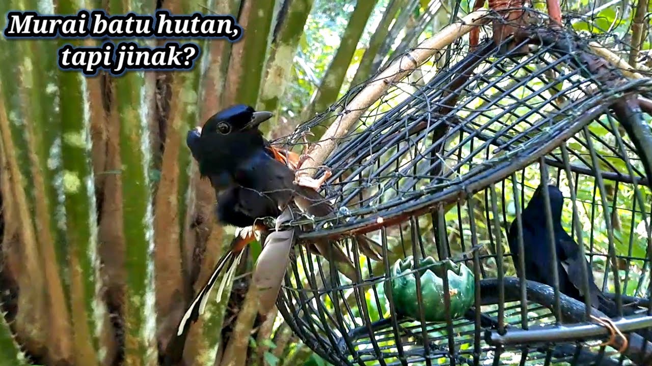 Baru kali ini ada murai batu asli hutan tapi jinak kali😱