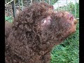 Royal Diamond Labradoodles TD Emily HD video slideshow.wmv