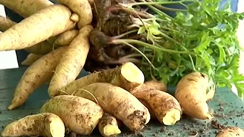 Como e onde posso comprar mudas de batata salsa ou mandioquinha?