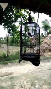 Story wa trucukan edan