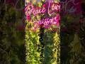 Peace Love Scissors Neon Sign https://www.aoos.com/ #OutdoorLightSignsForBusiness #BarSignsNeon