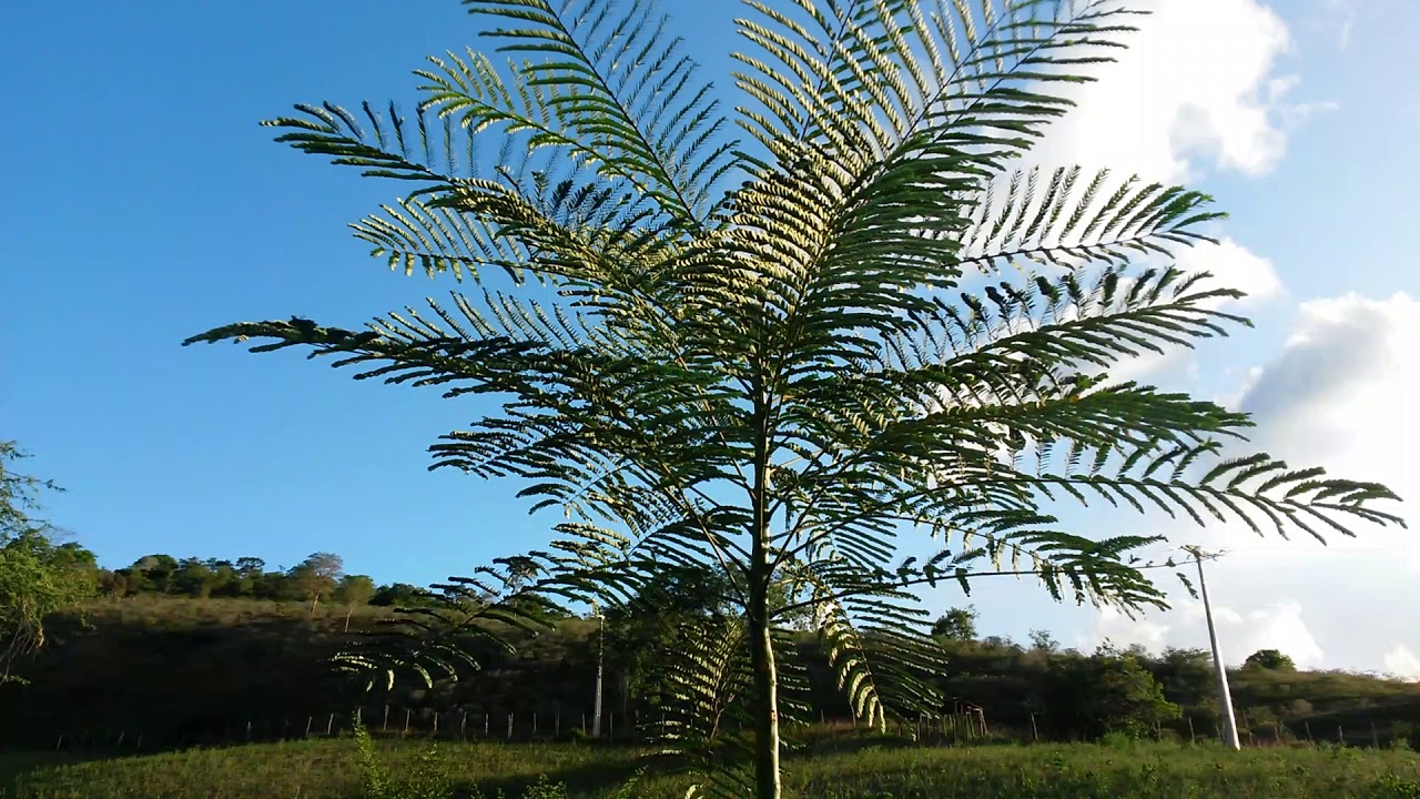 Guapuruvu!só dez meses de vida.