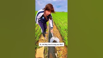 Cùng Tiểu Mỹ ra đồng giải cứu cá mắc cạn. #giaitri #haihuoc