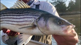 Fishing striped bass canal cape cod ma