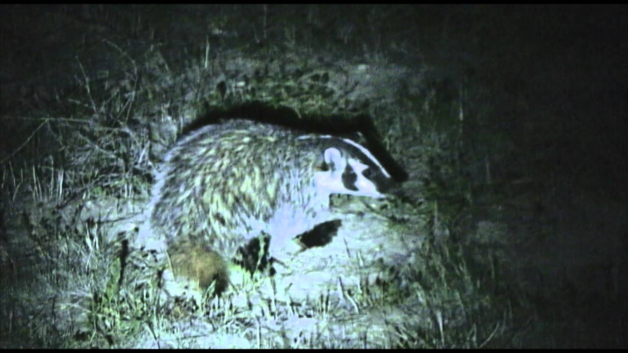 adventure academy HONEY BADGER - Don't CARE!