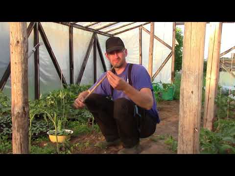 Video: Kaip šiltnamyje atsikratyti baltažiedžių pomidorų ir agurkų