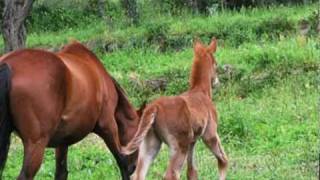 Il Puledro: l'inizio e la crescita di una nuova vita
