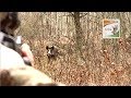Wild boar hunting in Poland with Robin Hood Hunting Agency - BEST MOMENTS