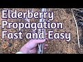 Hardwood Propagation - EASY Elderberry cuttings and more!