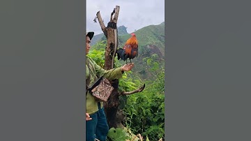 tiếng gà rừng gáy.suab qaib qus qua zoo