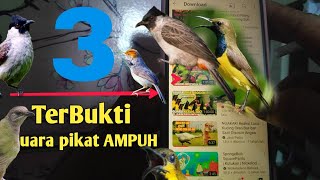 3 suara pikat terbukti ampuh buat nurunin burung kecil