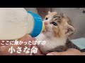 ミルクを飲まない?!【体の小さな三毛猫赤ちゃん】