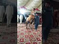 شادی کے پروگرام پہ گھوڑوں کا ڈانس Viralvideo New Today 2025 شادی کے پروگرام پہ گھوڑوں کا ڈانس Viralvideo New Today 2025