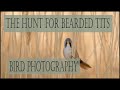 The hunt for Bearded Tits/ Bird Photography
