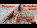 Dragones Barbudos (30 días)
