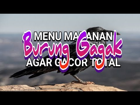 Video: Apa Yang Harus Memberi Makan Burung Gagak