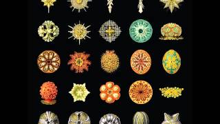 Pausal - Milk Whistle..Pollen Counter