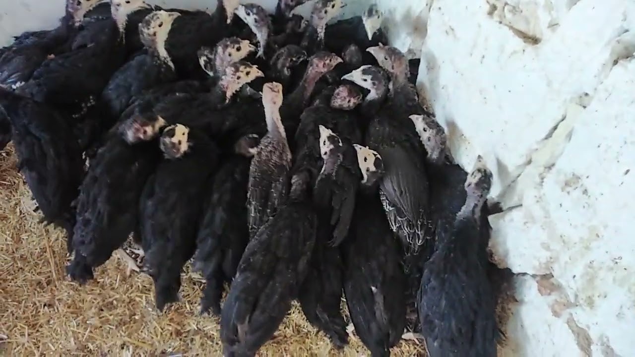 اخيرا جبنا ليكم بيبي بلدي وغادي نعيشو معاكم تجربة التربية ومراحل النمو ☺️✔️