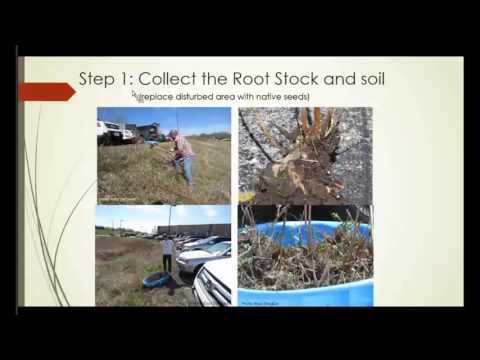 Video: Purple Loosestrife Plant: Teave aeda lahtiste taimede hooldamise ja tõrje kohta