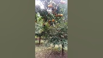 Cây quýt nhất tiến.nam 2018