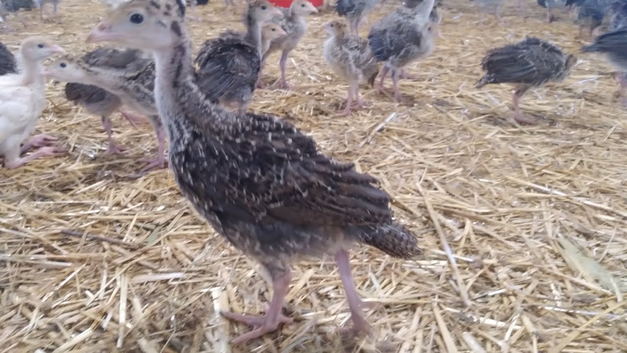 Salam, Amerikan bronz hinduşka, ortalama 40 günlük 14 AZN 0702898866//0702868866 ünvan Suraxanı ray.