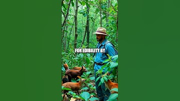 Foraging for Survival: Edible Plants and Safe Practices