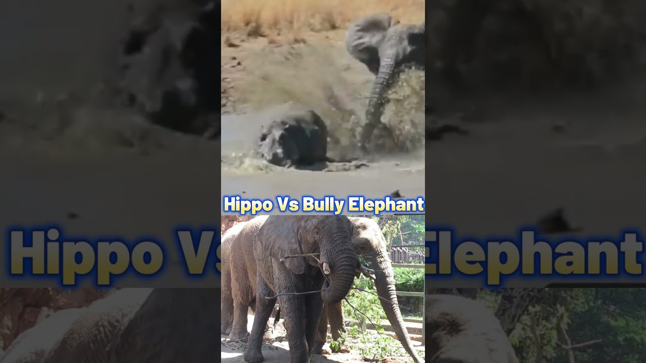 Hippo vs Bully Elephant Fighting In Muddy Water 