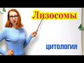 Лизосомы. Признаки, виды и функции лизосом.