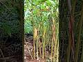 Yelakai .Elettaria cardamomum #shorts