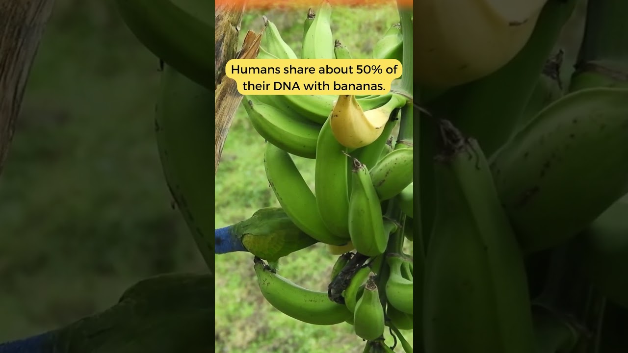 The Surprising Genetic Connection: Exploring the 50% DNA Shared Between...!  