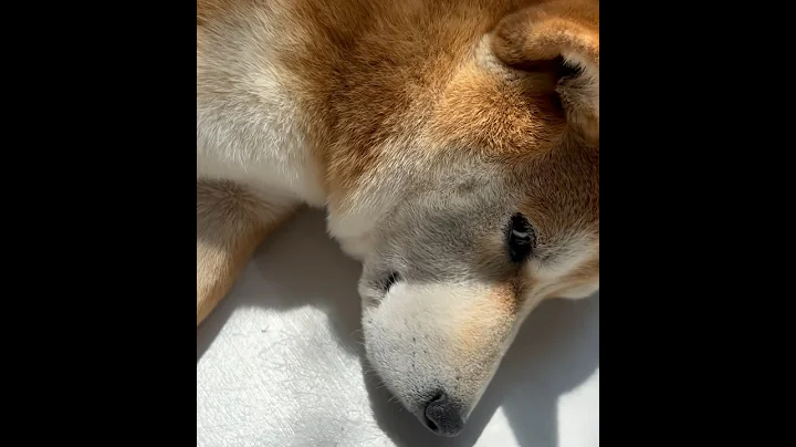 Bombastic side eye shiba ver.