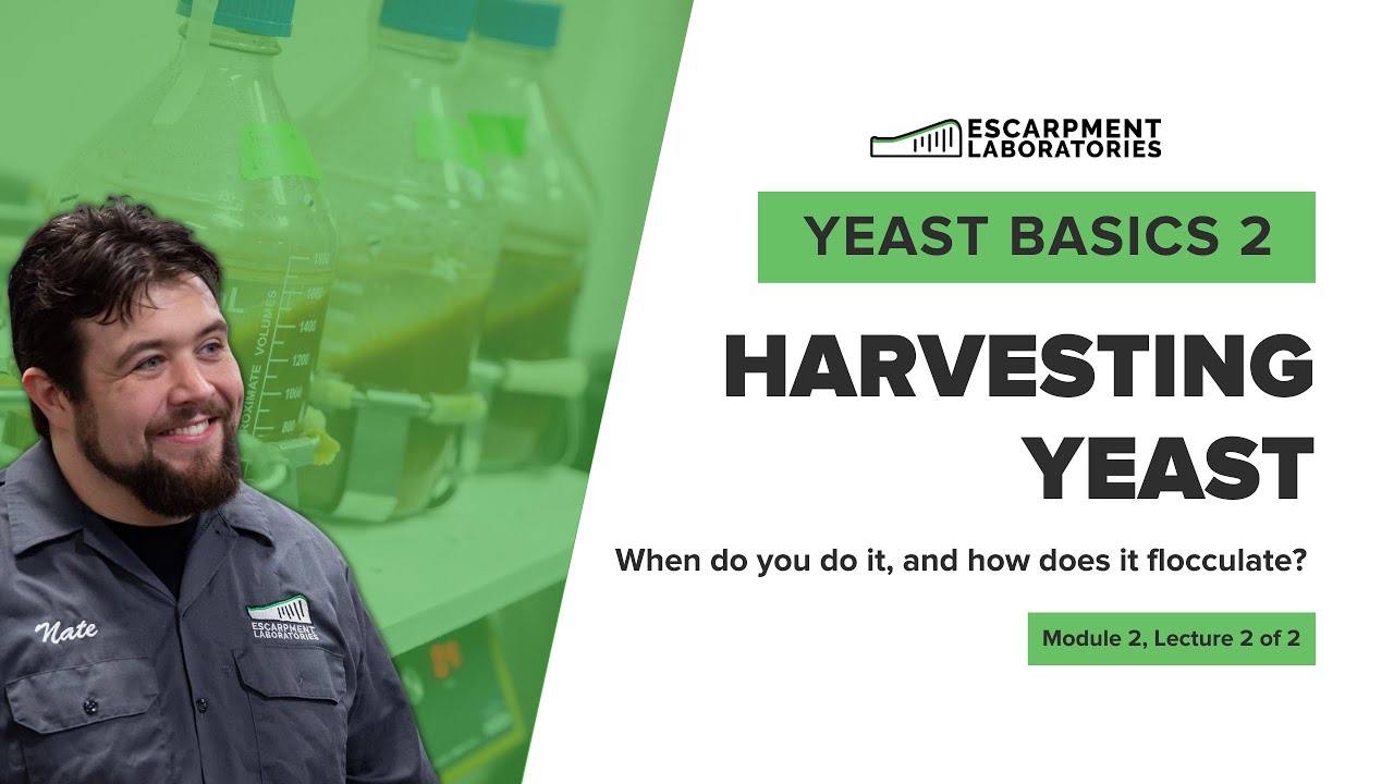 Harvesting Yeast Yeast Basics 2 Lecture 4 Escarpment Labs YouTube