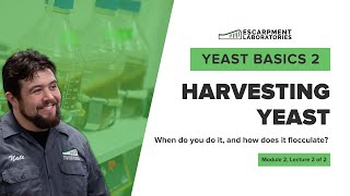 Harvesting Yeast | Yeast Basics 2: Lecture 4 | Escarpment Labs