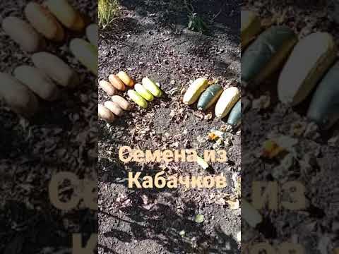 Семена кабачков и цукини из чего собрать