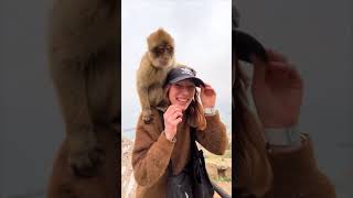 Playful Monkey Won't Let Go Of Tourist